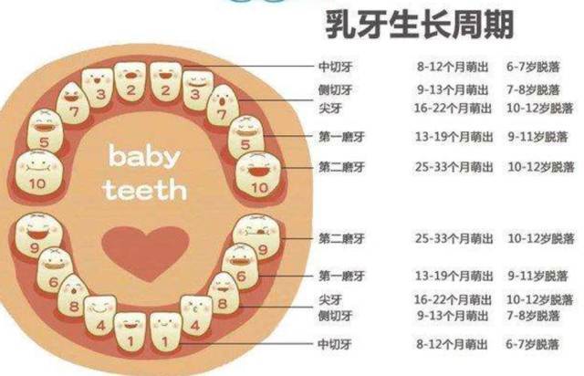为什么有些人只有28颗牙有些人却长了32颗