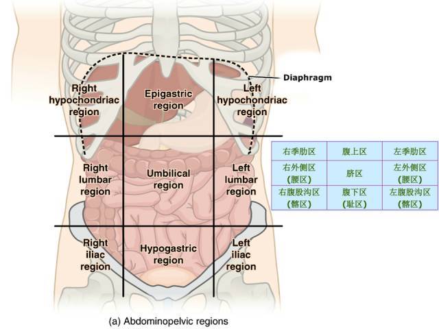 腹部及消化道解剖图谱
