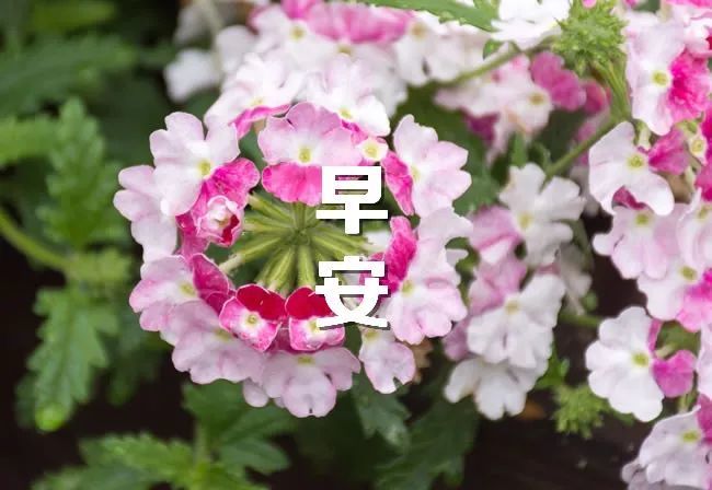 早安带字图片 朋友圈早安美丽语录