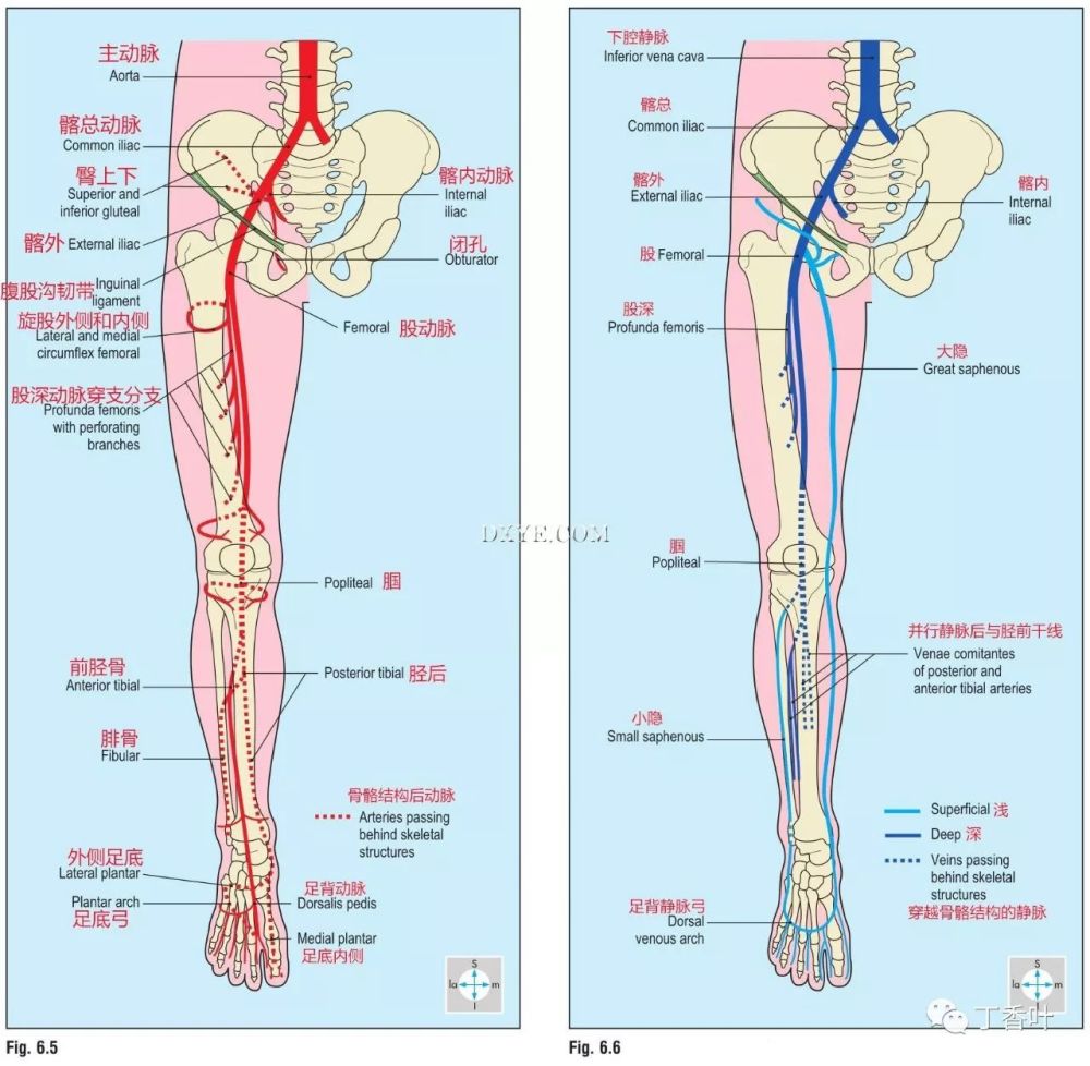5 下肢主要动脉. 图. 6.6 下肢静脉.
