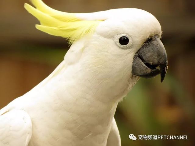 世界上10个最美丽的鹦鹉,它们最长寿命都说不知道!