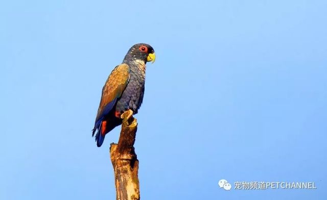 世界上10个最美丽的鹦鹉,它们最长寿命都说不知道!