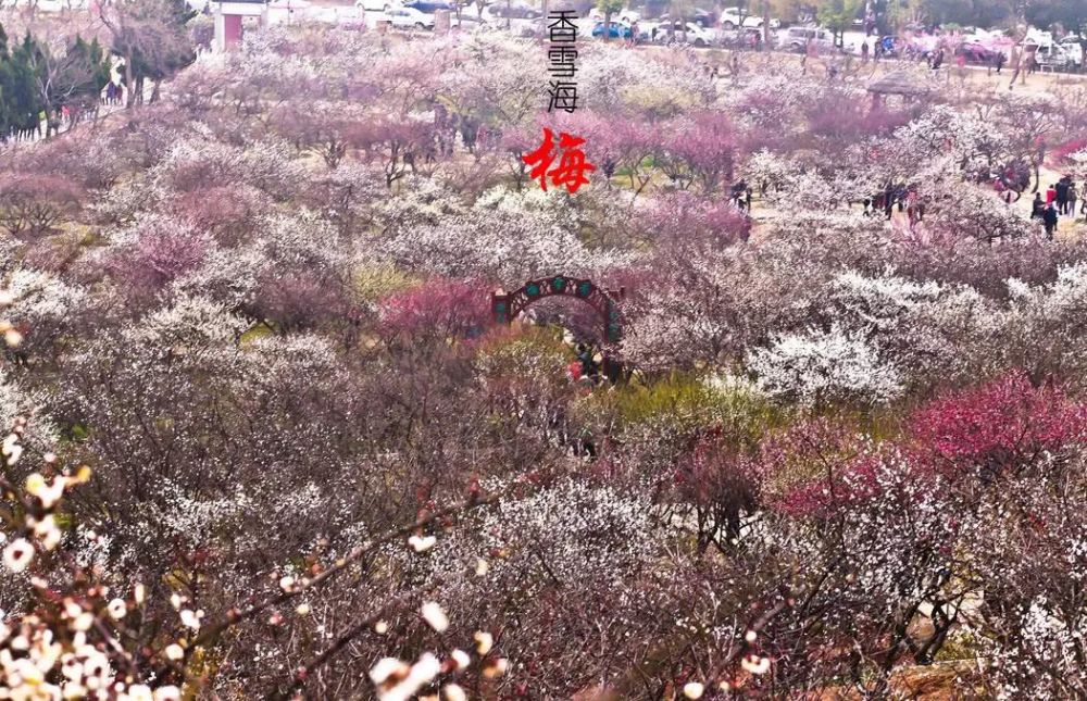 2019苏州花海日历,霸屏全年朋友圈