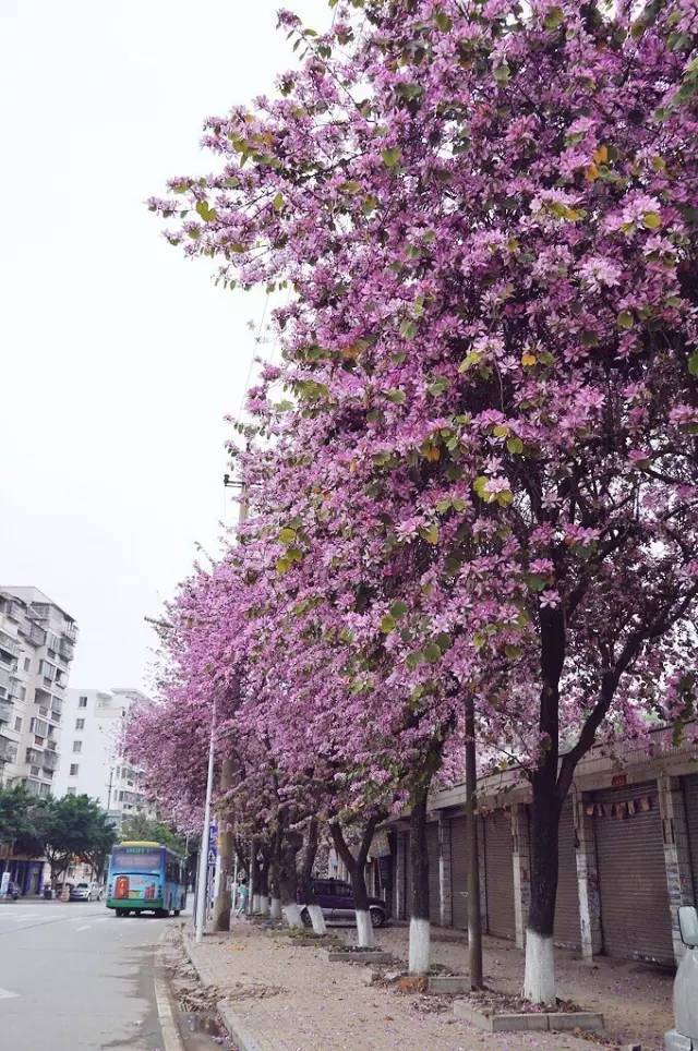 除了阜民路,梧州 钱鉴路的紫荆花也吸引着不少梧州市民前来观赏.