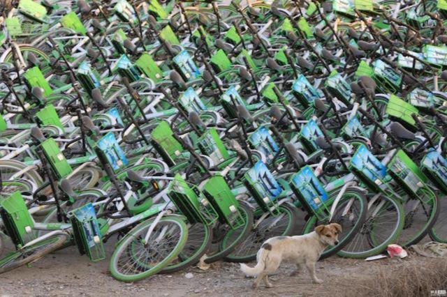 又一家共享单车疑似倒闭:牛拜被弃路边1个月 