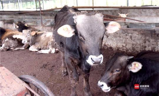 广安岳池一农场污染环境 检察院督促环保局罚