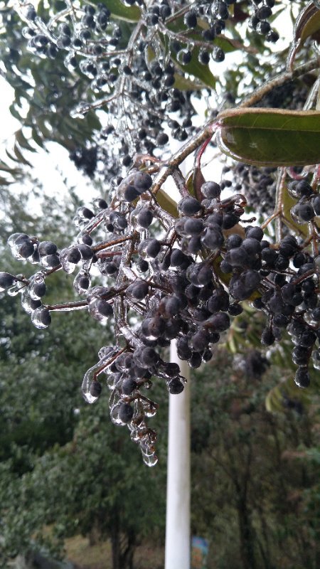 廣東又有地方結(jié)冰了，大串大串非常美