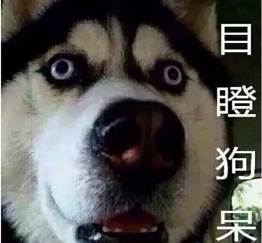 二哈贱萌表情包:该不会是个傻子吧?