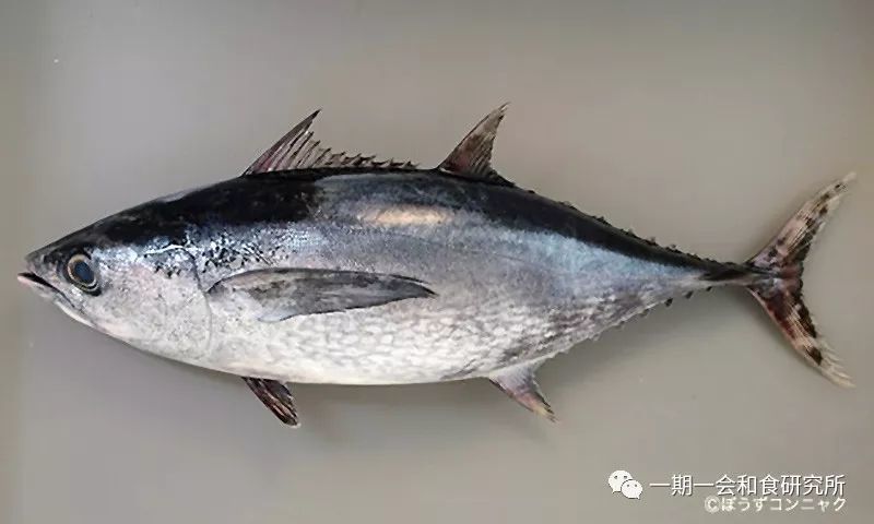 名吃堂丨王者的荣耀——金枪鱼