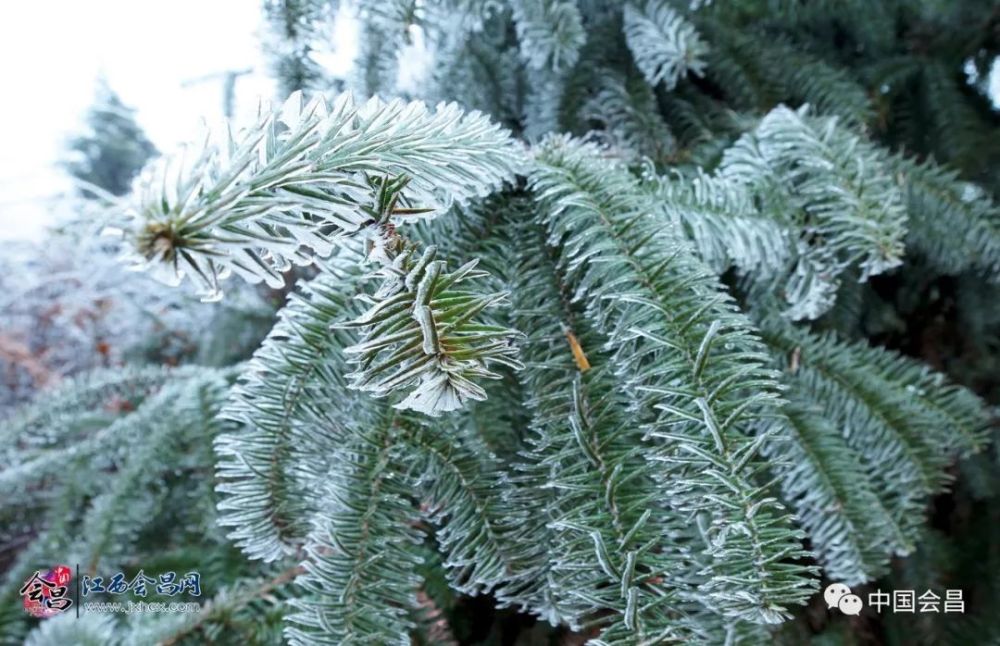 冷冷冷,江西多地迎来今冬第一场雪!假如赣州下雪了