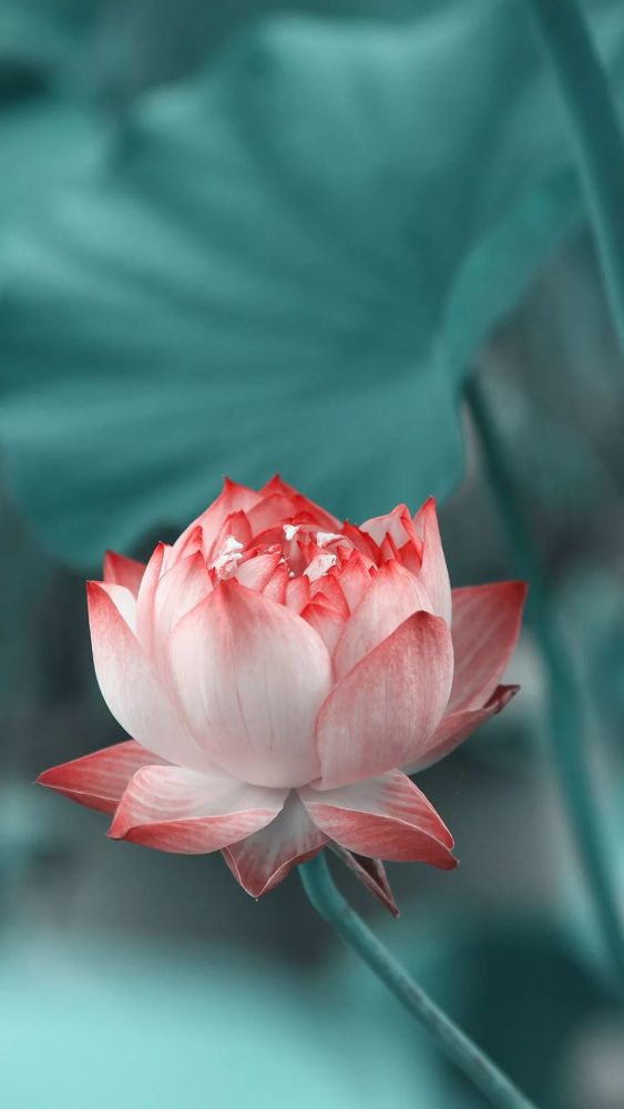 一首《七朵莲花》,带来一年的好运!