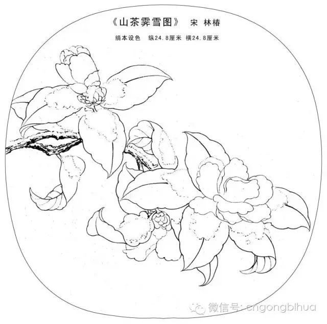 书画鉴赏丨宋画经典花鸟小品.白描图稿