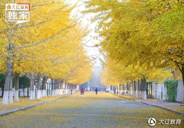 十月,银杏路成为辽宁大学的最美风景.