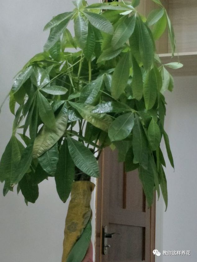 绿萝文竹发财树,天冷穿件衣,轻松过冬不怕冻!