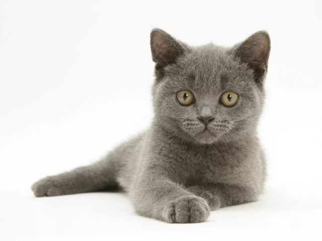 5,美国短毛猫