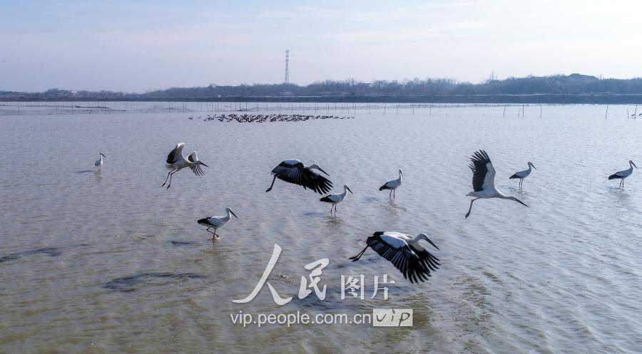 1月14日,东方白鹳在庐江县黄陂湖湿地嬉戏觅食,自由飞翔.