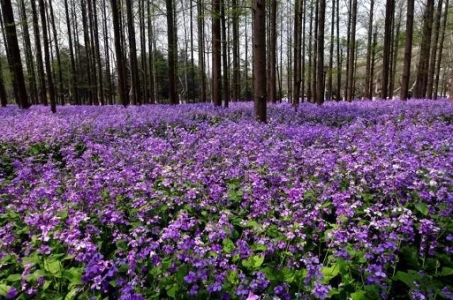 20种高贵典雅的蓝紫色系植物