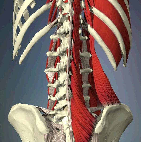 图4:多裂肌(位于棘突与横突间),腰方肌(起髂腰韧带,止于l1-4横突及第