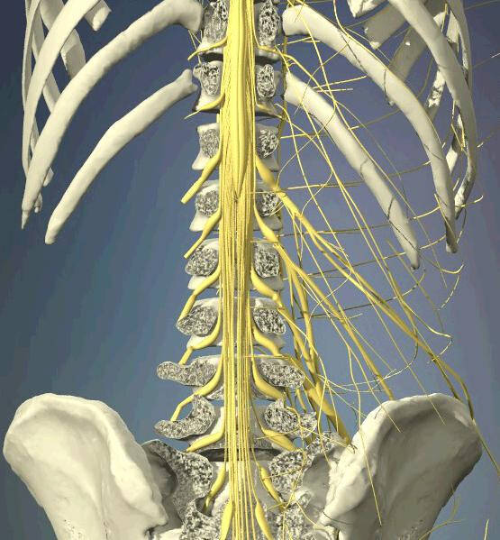 看3d动画了解腰椎解剖