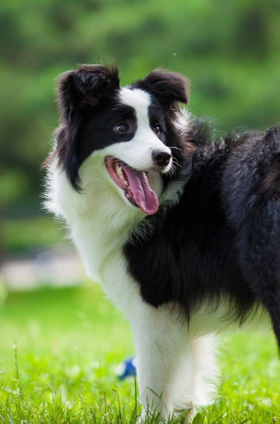 边牧专栏丨轻松解决边境牧羊犬身上的"4大臭"