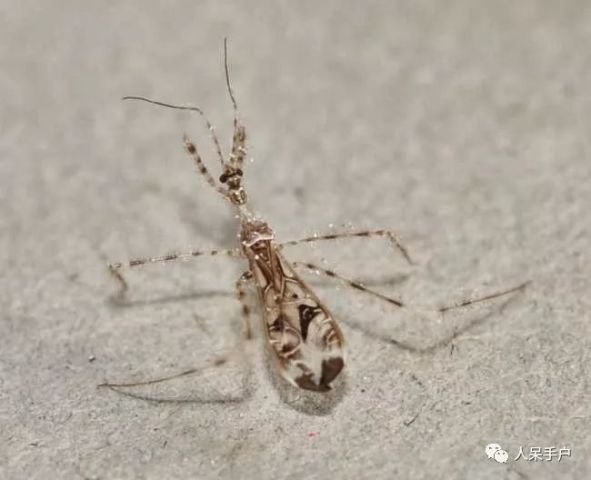 二突细颈蚊猎蝽   stenolemus bituberus   把蜘蛛骗得团团转