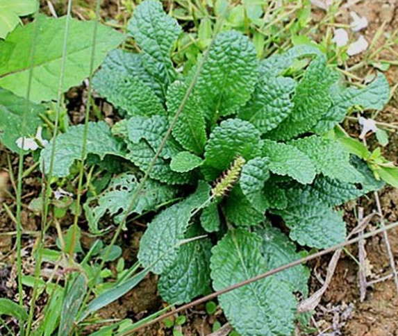 感冒咳嗽很嚴重用這種野草煮水喝,立馬見效(图1)