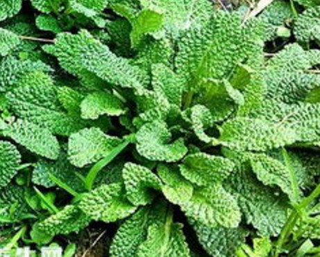 感冒咳嗽很嚴重用這種野草煮水喝,立馬見效(图2)