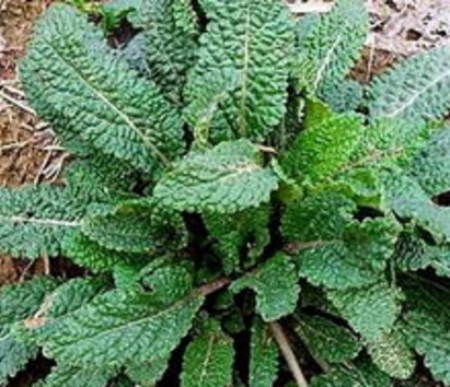 感冒咳嗽很嚴重用這種野草煮水喝,立馬見效(图3)
