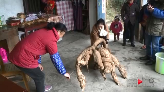 重庆女子挖出“稀罕物” 造型奇特重一百多斤