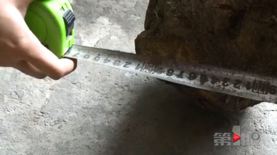 重庆女子挖出“稀罕物” 造型奇特重一百多斤