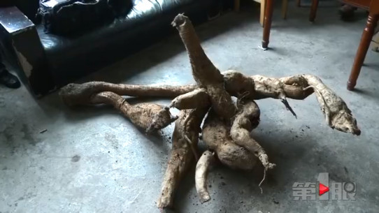 重庆女子挖出“稀罕物” 造型奇特重一百多斤