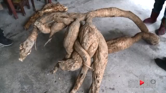 重庆女子挖出“稀罕物” 造型奇特重一百多斤