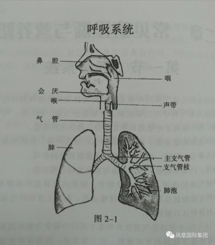 呼吸系统诊断与营养防治