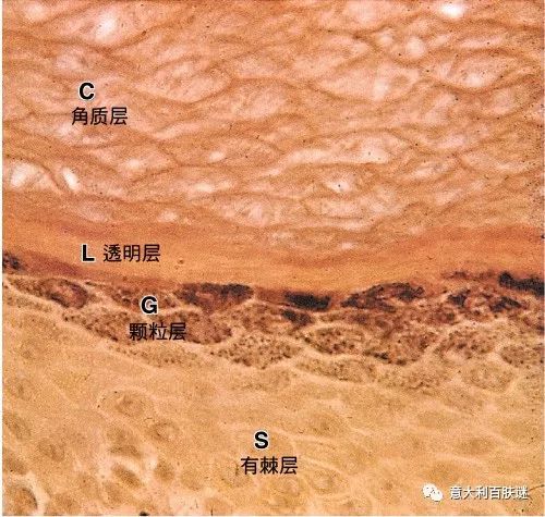 每次消失,都是一次优雅的华丽转变——皮肤颗粒层