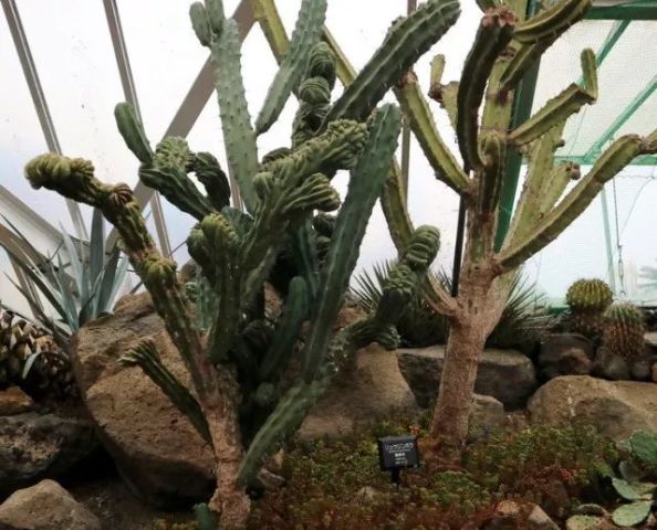 龙神木   仙人掌科,龙神柱属植物,又称蓝爱神木,有"万能砧木"之称.