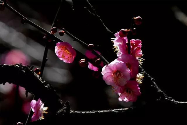 古筝《梅花泪》,梅花图,美醉了!
