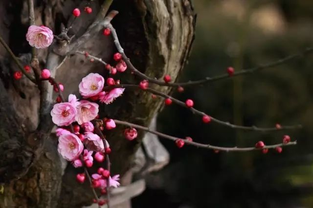 古筝《梅花泪》,梅花图,美醉了!