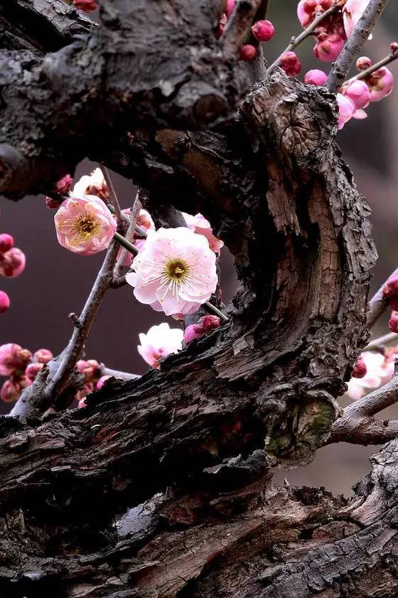 古筝《梅花泪》,梅花图,美醉了!