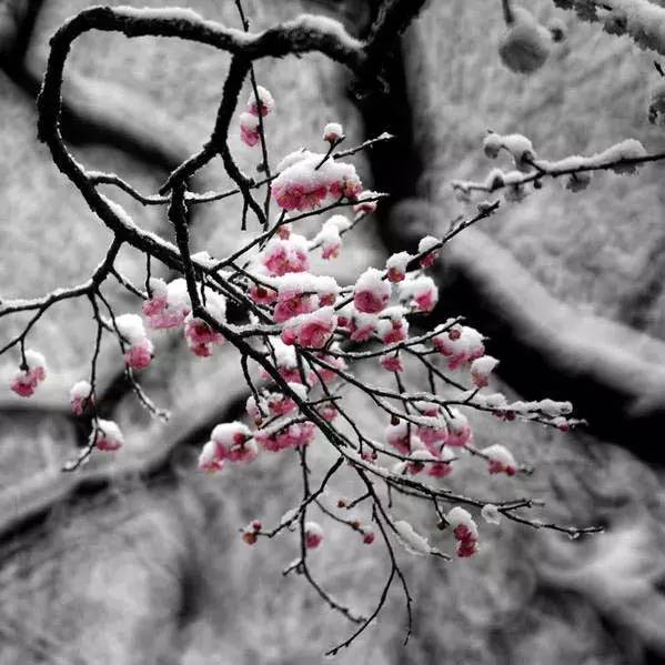 古筝《梅花泪》,梅花图,美醉了!