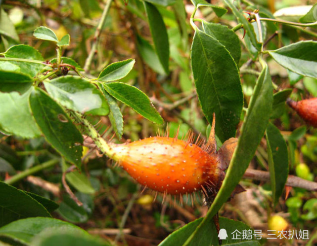 农村这些"带刺的植物",其实各个都是宝物,你知道几种