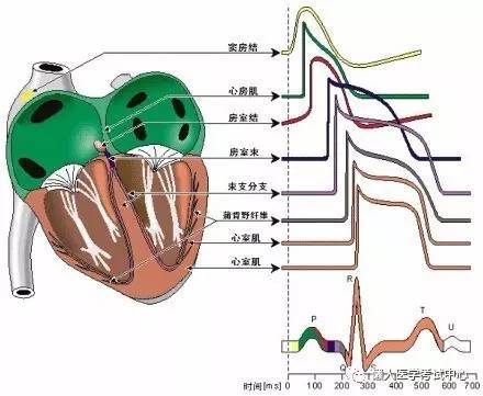 【医学美图】循环系统(多图)