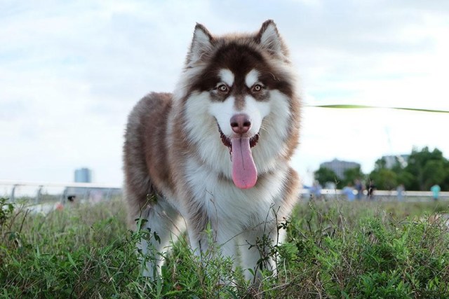 世界上最美的六大狼犬,最漂亮的不是哈士奇,而是微笑天使的它!