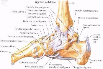 一 踝关节解剖 内侧结构 内侧副韧带(三角韧带)分深浅两层 浅层—跟