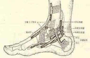 由内外踝和距骨体组成,正常时内外等宽≤4mm 足踝肌腱与重要的支持带