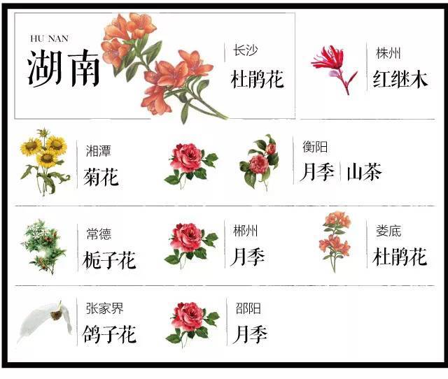 中国各城市市花大集合你家乡的市花叫啥