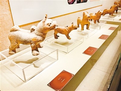 川东猎犬的祖宗是啥样? 狗年来了去看狗博物展