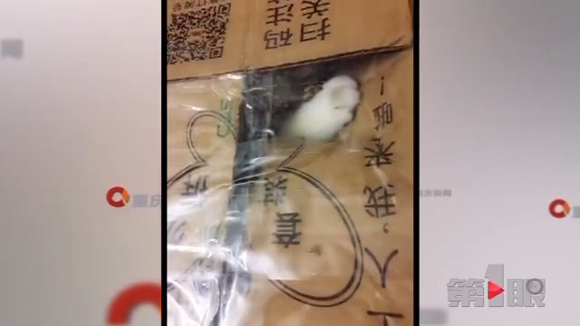 小猫坐上滴滴车 一去无踪好着急