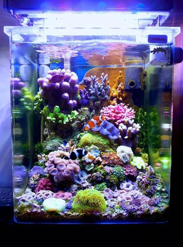 袖珍海缸,没有最小,只有更小!_腾讯新闻