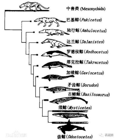 鲸鱼祖先只有小狗那么大
