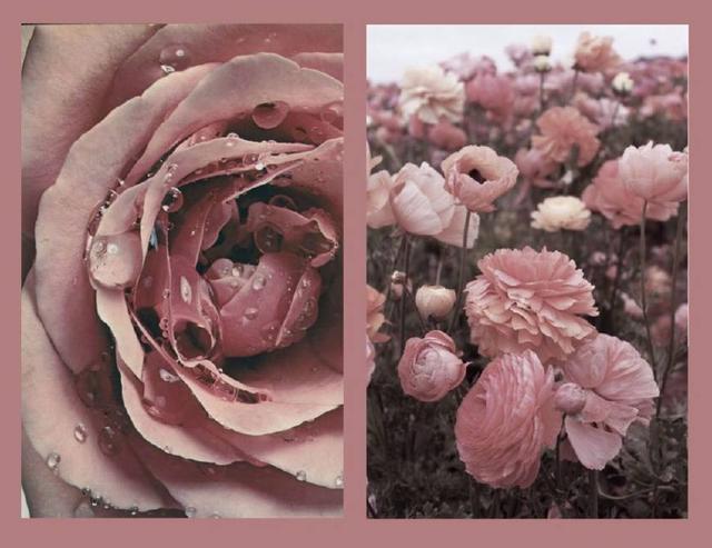 2018最流行的干枯玫瑰色美哭了,杜鹃、高圆圆
